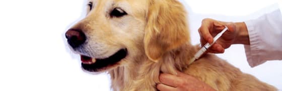 Capa Anestesiologia Veterinária