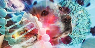 Capa Oncologia Veterinária