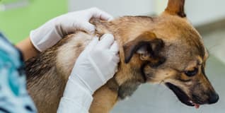 Capa Dermatologia em Animais de Companhia
