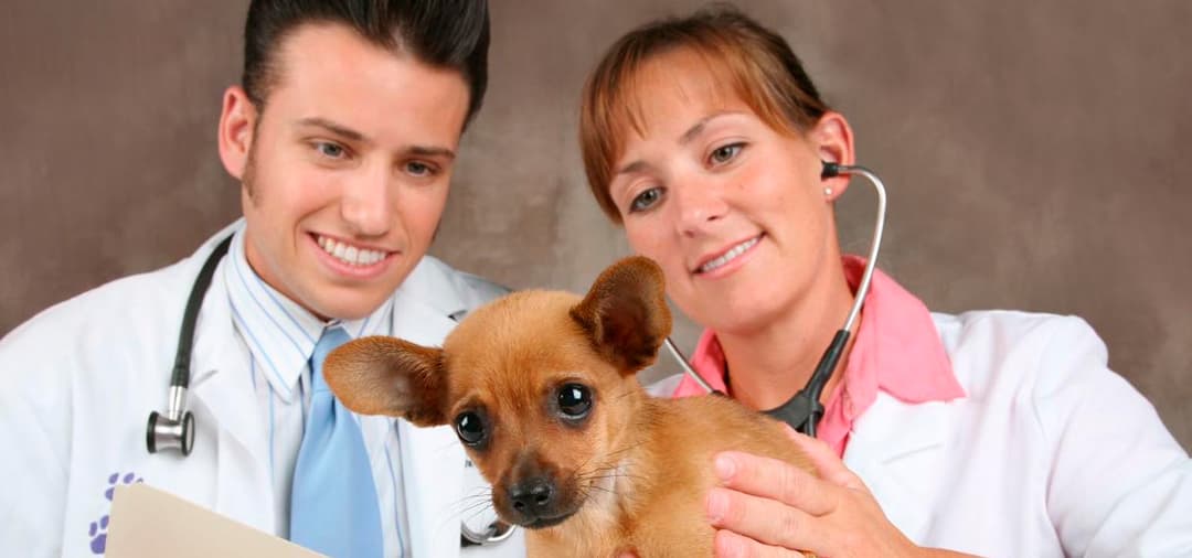 Capa Aperfeiçoamento em Cardiologia Veterinária