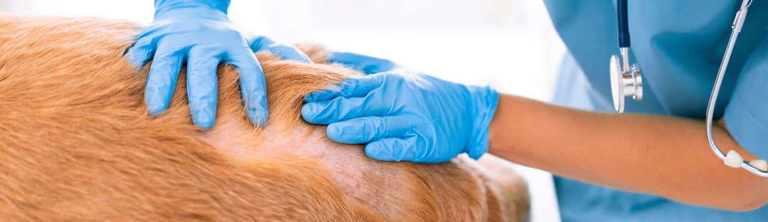 Capa Aperfeiçoamento em Dermatologia Veterinária de Cães E Gatos