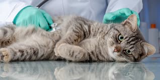 Capa Clínica Médica e Cirúrgica de Felinos