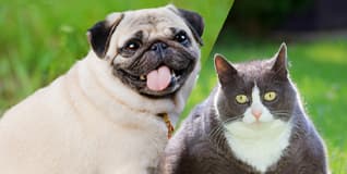 Capa Endocrinologia e Metabologia de Pequenos Animais