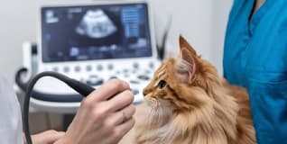 Capa Diagnóstico por Imagem de Pequenos Animais (Com ênfase em ultrassonografia e radiologia)