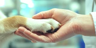 Capa Etologia Clínica Veterinária