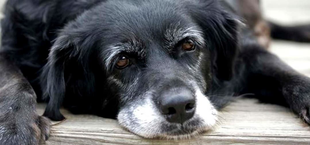 Capa Geriatria em Cães e Gatos