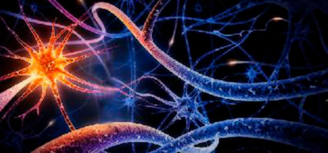 Capa Neurologia em Pequenos Animais